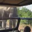 Schwarzenegger é perseguido por elefante na África