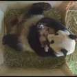 Pandas gêmeos de Viena são macho e fêmea