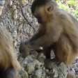 Descobertos macacos que produzem ferramentas primitivas