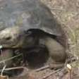 Iniciativa liberta 190 tartarugas gigantes em Galápagos