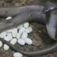 Homem das Serpentes aguarda nascimento de filhotes de cobra