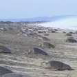 Milhares de tartarugas desovam em praia protegida no México