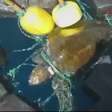Tartaruga marinha surge amarrada a US$ 53 milhões em cocaína