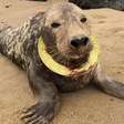 Foca ferida por frisbee preso no pescoço retorna ao mar