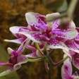 Lindas orquídeas coloridas florescem na selva de pedra