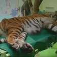 Tigre recebe tratamento com células-tronco para aliviar dor