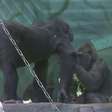 Zoológico de Moscou dá boas-vindas a raro bebê gorila