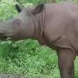 Cientistas recriam rinoceronte extinto com células-tronco