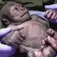 É um menino! O 1º filhote de gorila do zoológico de Boston