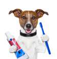 Segundo a Associação Brasileira de Odontologia Veterinária (ABOV), a periodontite doença de gengiva está entre os problemas mais enfrentados pelos bichinhos. Fraturas, tártaro e mau hálito também estão na lista de doenças bucais que atingem os animais.   Foto: Shutterstock