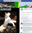 Gato foi apreendido em Alagoas carregando em seu corpo serras e celular  Foto: Facebook / Reprodução
