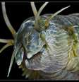 Para cientista e fotógrafo russo, animais do fundo mar parecem aliens para nós  Foto: Alexander Semenov / Divulgação