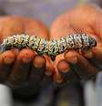Os africanos comem as larvas fritas e crocantes ou cozidas com molho  Foto: AP