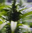 <p>Regulamentação sobre a compra, venda e cultivo da maconha no Uruguai deve fica pronta a partir do dia 20 de abril</p>  Foto: AP