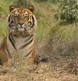 <p>Tigre-de-Bengala descansa no centro de resgate de tigres do santuário de vida selvagem de Jaldapara, na Índia, em fevereiro de 2010</p>  Foto: Rupak De Chowdhuri / Reuters