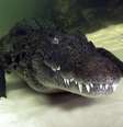 O crocodilo do Nilo é um dos animais que mais matam pessoas no continente africano  Foto: Daniel Botelho / Divulgação