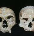 Estudo da Universidade de Oxford sugere que Neandertais foram extintos porque tinham olhos maiores do que o Homo sapiens  Foto: Natural History Museum / BBC News Brasil