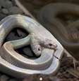 A chance de ocorrência de uma cobra com duas cabeças é de uma e um milhão   Foto: AFP
