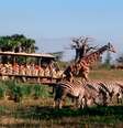 <p>Animal Kingdom</p>  Foto: Divulgação