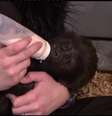 Os tratadores têm de vestir uma roupa felpuda e fazer sons semelhantes aos de macacos quando estão com ela  Foto: Reprodução / BBC News Brasil