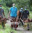 <p>Ativistas precisaram usar carrinhos de mão para transportar os animais</p>  Foto: Roger Allen  / BBC News Brasil