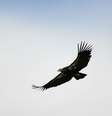 O condor-da-califórnia é considerado criticamente ameaçado de extinção  Foto: Getty Images 
