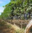 <p>A indústria nacional de vinhos ainda está em evolução</p>  Foto: Divulgação