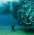<p>Os oceanos são responsáveis pela maior parte do oxigênio na atmosfera. Além disso, têm papel fundamental na biodiversidade, clima, alimentação, economia e até mesmo na arqueologia, entre outras áreas</p>  Foto: The Grosby Group