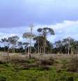 O Ibama embargou 15,8 mil hectares de desmatamentos ilegais desde o início da Operação Onda Verde, em fevereiro, no Pará  Foto: Leonardo Tomaz / Divulgação