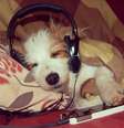 <p>Cães menores viveriam mais que os de grande porte</p>  Foto: instagram.com/ginny-jrt / Reprodução
