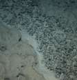 <p>A descoberta de um "continente perdido": a longo prazo, segundo geólogo, a região pode se tornar um ponto de mineração submarina, com a perspectiva de extração de ferro, manganês e cobalto</p>  Foto: CPRM / Divulgação