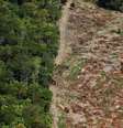 <p>Brasil é o país que mais perde em hectares de área verde por ano</p>  Foto: Getty Images 