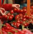 Preço do tomate subiu 17,9% em abril, segundo o IBGE  Foto: MBPress / Getty Images 