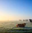 Pastagem de verão deve ser manejada corretamente para que exista forragem disponível até meados de maio  Foto: Shutterstock