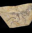Fóssil descoberto na China pode ser da ave mais antiga já descoberta por cientistas  Foto: T.HUBIN - IRSNB / BBC News Brasil