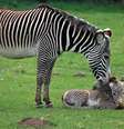 Nguvu esperou 13 meses pelo nascimento de seu filhote, cuja chegada, em 7 de maio, foi muito celebrada pelos funcionários do parque. Isso porque a zebra de Grevy é uma espécie sob risco de extinção. Acredita-se que existam apenas 2,5 mil exemplares da espécie, na Etiópia e no Quênia  Foto: Woburn Safari Park / Divulgação