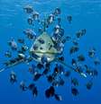<p>Os oceanos são responsáveis pela maior parte do oxigênio na atmosfera. Na imagem, peixes que comem parasitas são os únicos "amigos" dos tubarões</p>  Foto: The Grosby Group