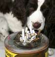 <p>Cachorros expostos &agrave; fuma&ccedil;a de tabaco t&ecirc;m mais propens&acirc;o a desenvolverem c&acirc;ncer de nariz e pulm&atilde;o</p>  Foto: Getty Images 