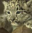 O filhote de leopardo-das-neves  foi apresentado pelo zoológico de Dudley, na Inglaterra  Foto: BBC News Brasil