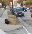 Frame de vídeo mostra o momento em que o cão é morto pela polícia  Foto: Reprodução