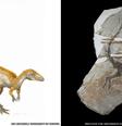 Cientistas na Exposição de Verão da Royal Society em Londres explicam como foi possível reconstruir as imagens de dinossauros até com as cores dos animais. As ilustrações precisas, incluindo a acima, do Sinosauropteryx, agora são possíveis graças ao estudo microscópico de fósseis  Foto: Jim Robbins/IVPP / BBC News Brasil