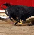 O terceiro dia do festival de São Firmino terminou com as tradicionais touradas na arena de Pamplona. A imagem acima mostra um momento em que o touro levou a melhor sobre o toureiro José Miguel Perez, conhecido como Joselillo  Foto: EFE