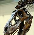 Pesquisa revelou a primeira descoberta de um dente quebrado de dinossauro nos ossos de outro  Foto: Getty Images 