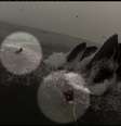 Baleias emergem do mar, passando de raspão por mergulhadores  Foto: Reprodução / BBC News Brasil