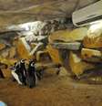 <p>Recinto dos pinguins é aquecido em Gramado</p>  Foto: GramadoZoo/Halder Ramos / Divulgação