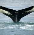  Foto: IloveGreenland