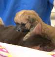 <p>Filhote vai ficar sob os cuidados da gata at&eacute; parar de mamar</p>  Foto: BBC News Brasil