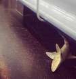 Corpo de pequeno tubarão foi encontrado em vagão do metrô de Nova York  Foto: Reprodução
