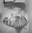 Câmeras registram filhotes de tigre em zoológico  Foto: AFP