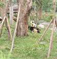 Pandas da Base de Pesquisa de Reprodução do Panda Gigante de Chengdu, na China, são uma das atrações  Foto: Reprodução